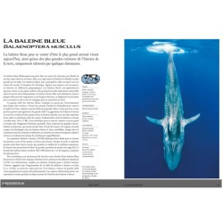 Les mammifères marins Vies présentes et passées des espèces emblématiques de nos océans Les mammifères marins Vies présentes et passées des espèces emblématiques de nos océans