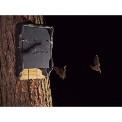 Gîte à chauves-souris plat avec panneau dorsal en bois - Béton de bois - Schwegler (1FF - 139/9) Gîte à chauves-souris plat avec panneau dorsal en bois - Béton de bois - Schwegler (1FF - 139/9)