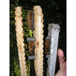 Gîte à chauves-souris avec paroi frontale triple - Béton de bois - Schwegler (1FD - 132/0)