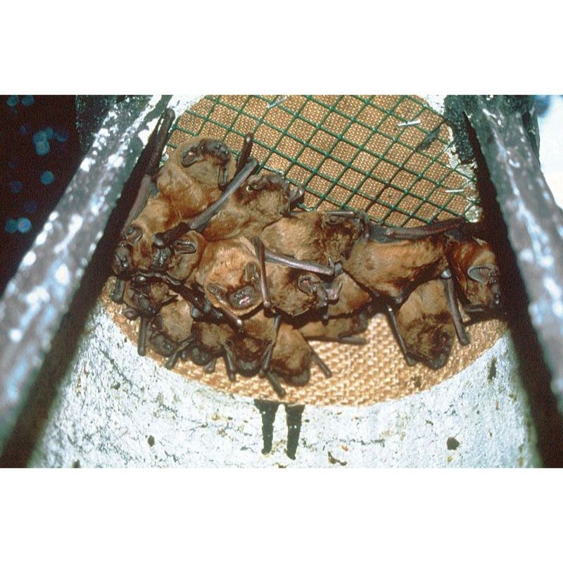 Gîte à chauves-souris universel grand habitacle - Béton de bois - Schwegler (1FS - 133/7)