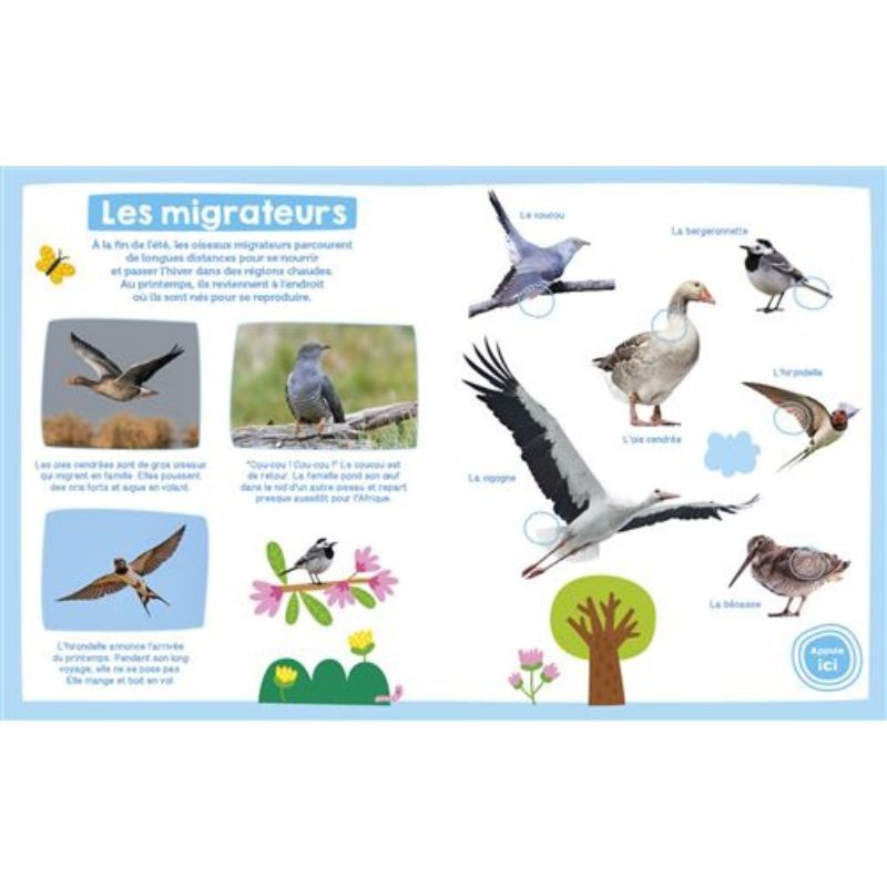 Les oiseaux - Mon imagier sonore