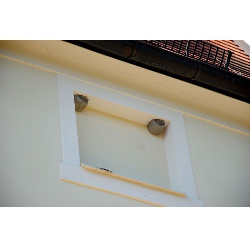 Nichoir pour hirondelles de fenêtre Semi-fini - Simple - Béton de bois - Schwegler (Nº13B-318/8)