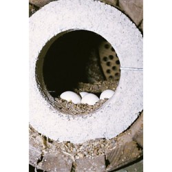 Nichoir pour Chevêche d'Athéna avec protection anti-carnassier - Schwegler (N°20A - 241/9)