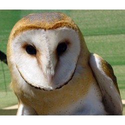 Nichoir pour Chouette effraie - Schwegler (N° 23 - 250/1) Nichoir pour Chouette effraie - Schwegler (N° 23 - 250/1)