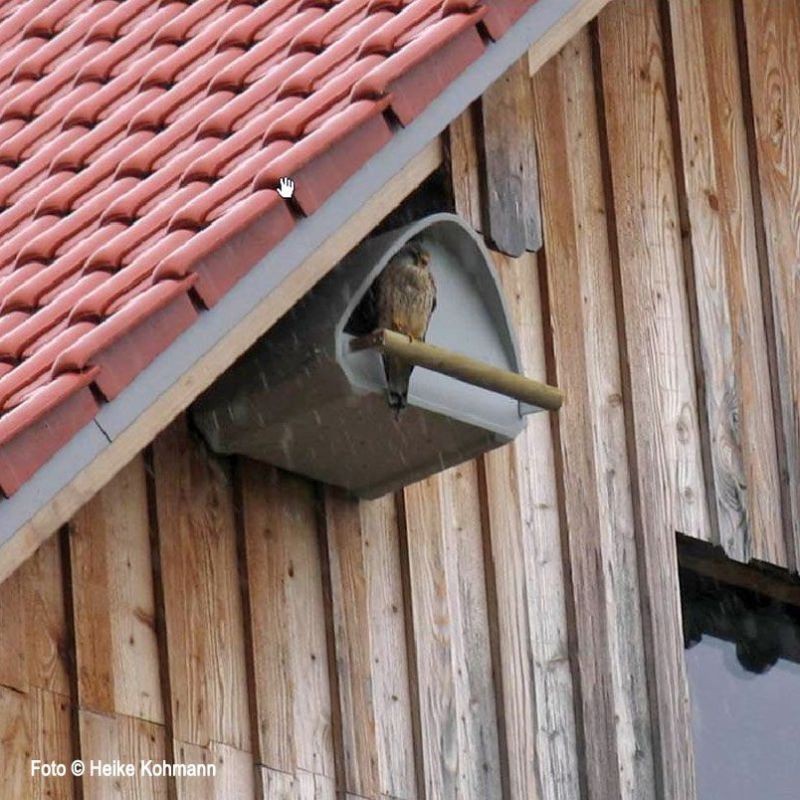 Nichoir pour Faucon crécerelle en béton de bois - Schwegler (2TF - 255/6)