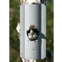 Nichoir pour Chouette hulotte avec protection anti-carnassiers - Schwegler (N° 5 - 184/9)