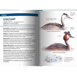 Oiseaux des lacs - Les petits livres de la nature Oiseaux des lacs - Les petits livres de la nature
