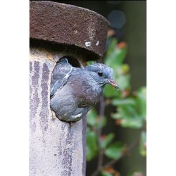 Nichoir pour Chouette de Tengmalm ou Pigeon colombin - Schwegler (N° 4 - 171/9)