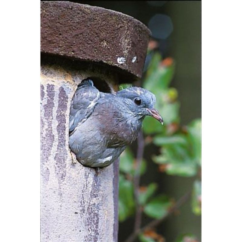 Nichoir pour Chouette de Tengmalm ou Pigeon colombin - Schwegler (N° 4 - 171/9)