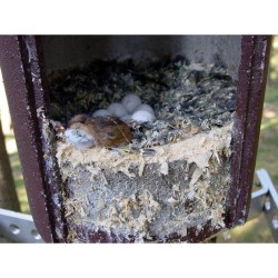 Nichoir pour Chouette de Tengmalm ou Pigeon colombin - Schwegler (N° 4 - 171/9)