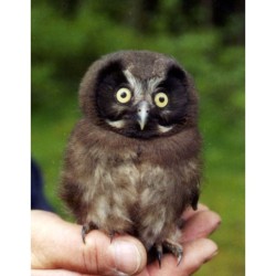 Nichoir pour Chouette de Tengmalm ou Pigeon colombin - Schwegler (N° 4 - 171/9)