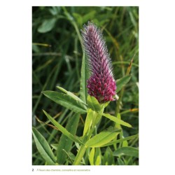 Fleurs des chemins - Connaître et reconnaître