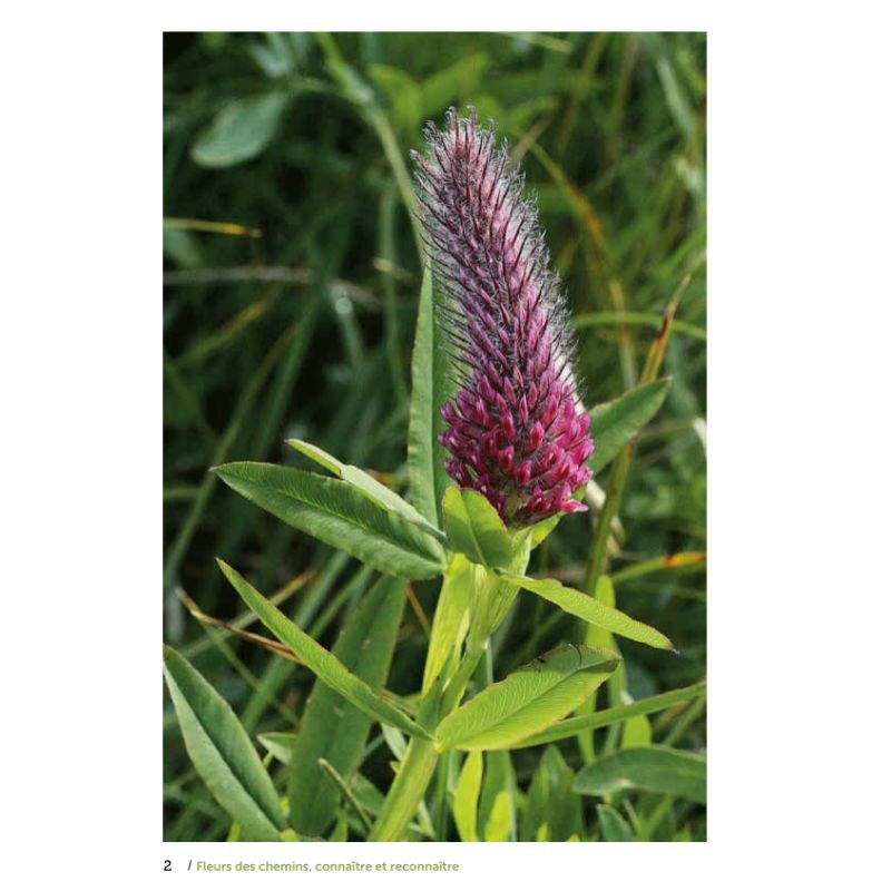 Fleurs des chemins - Connaître et reconnaître