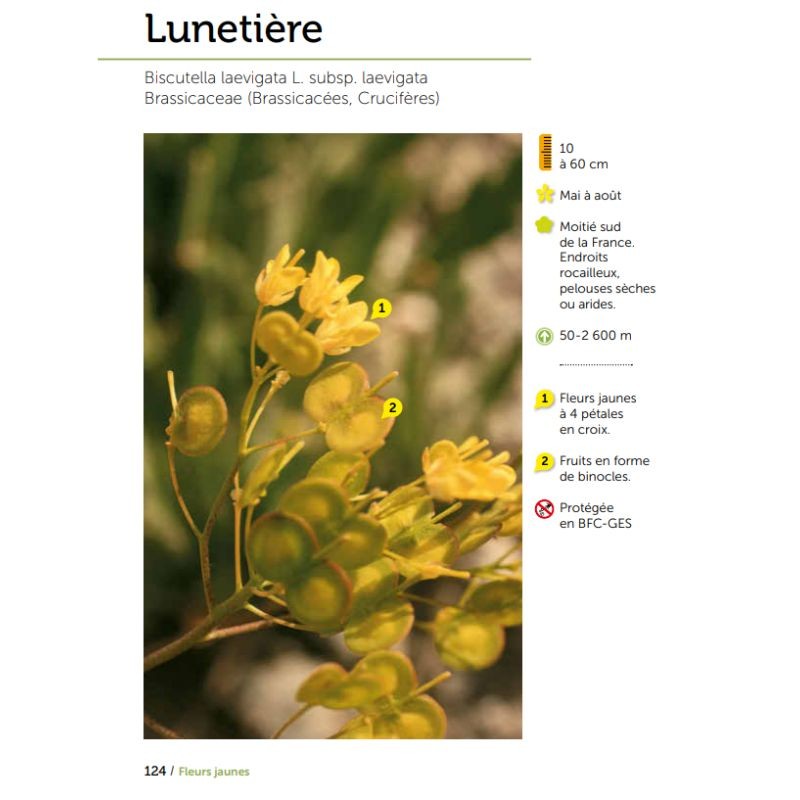 Fleurs des chemins - Connaître et reconnaître