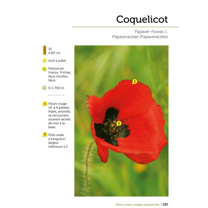 Fleurs des chemins - Connaître et reconnaître