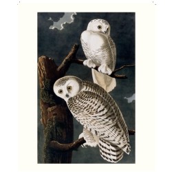 Le grand livre des Oiseaux d'Audubon Le grand livre des Oiseaux d'Audubon