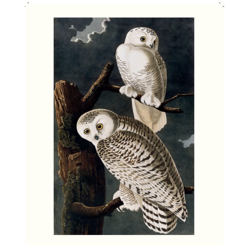 Le grand livre des Oiseaux d'Audubon Le grand livre des Oiseaux d'Audubon