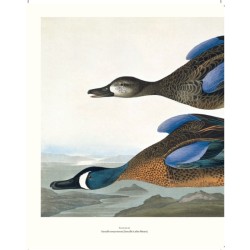 Le grand livre des Oiseaux d'Audubon Le grand livre des Oiseaux d'Audubon