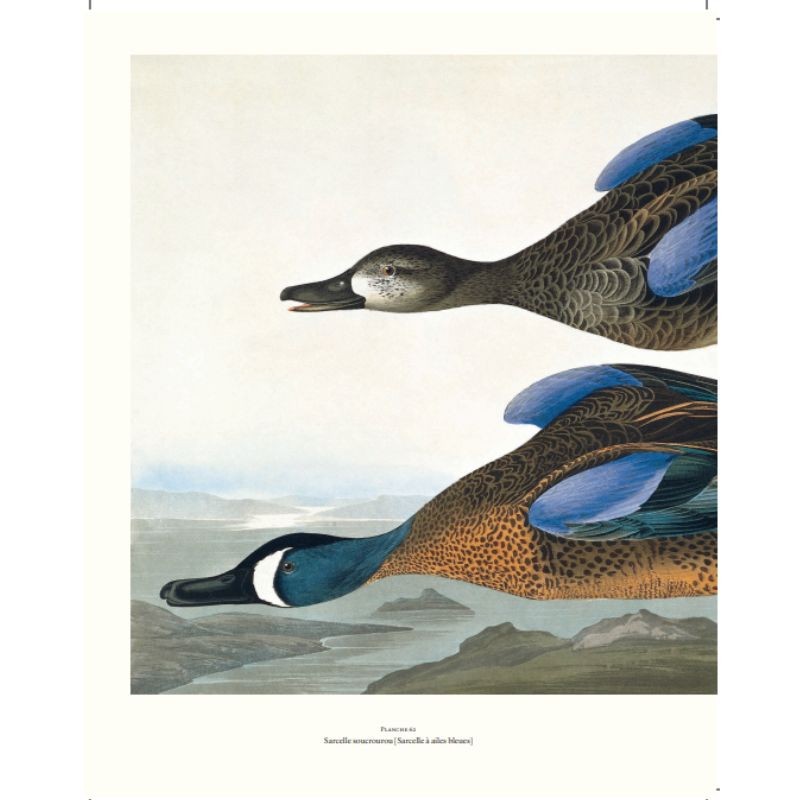 Le grand livre des Oiseaux d'Audubon Le grand livre des Oiseaux d'Audubon