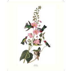 Le grand livre des Oiseaux d'Audubon Le grand livre des Oiseaux d'Audubon