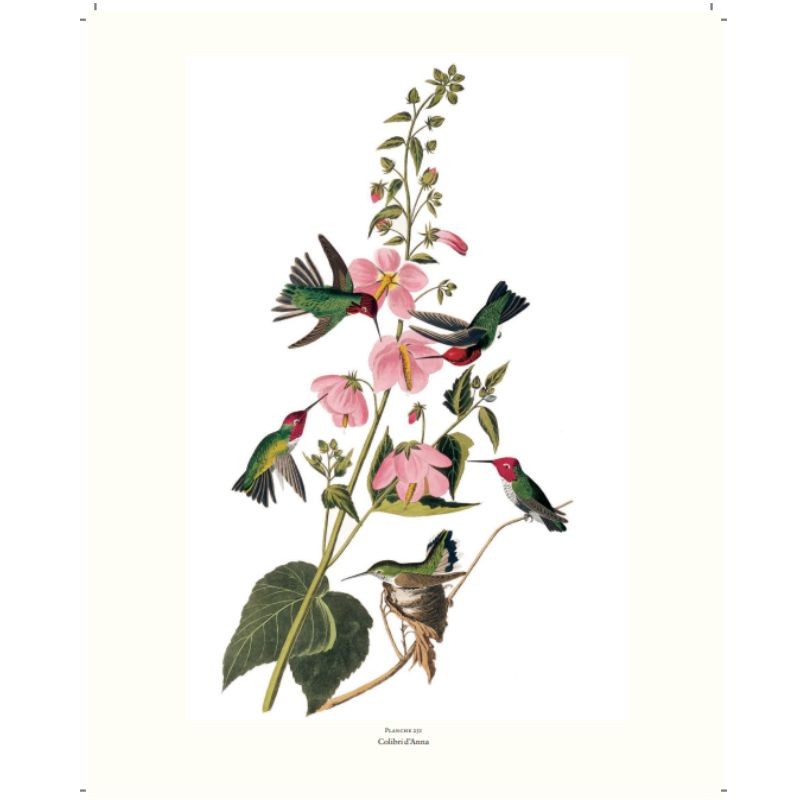 Le grand livre des Oiseaux d'Audubon Le grand livre des Oiseaux d'Audubon