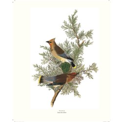 Le grand livre des Oiseaux d'Audubon Le grand livre des Oiseaux d'Audubon