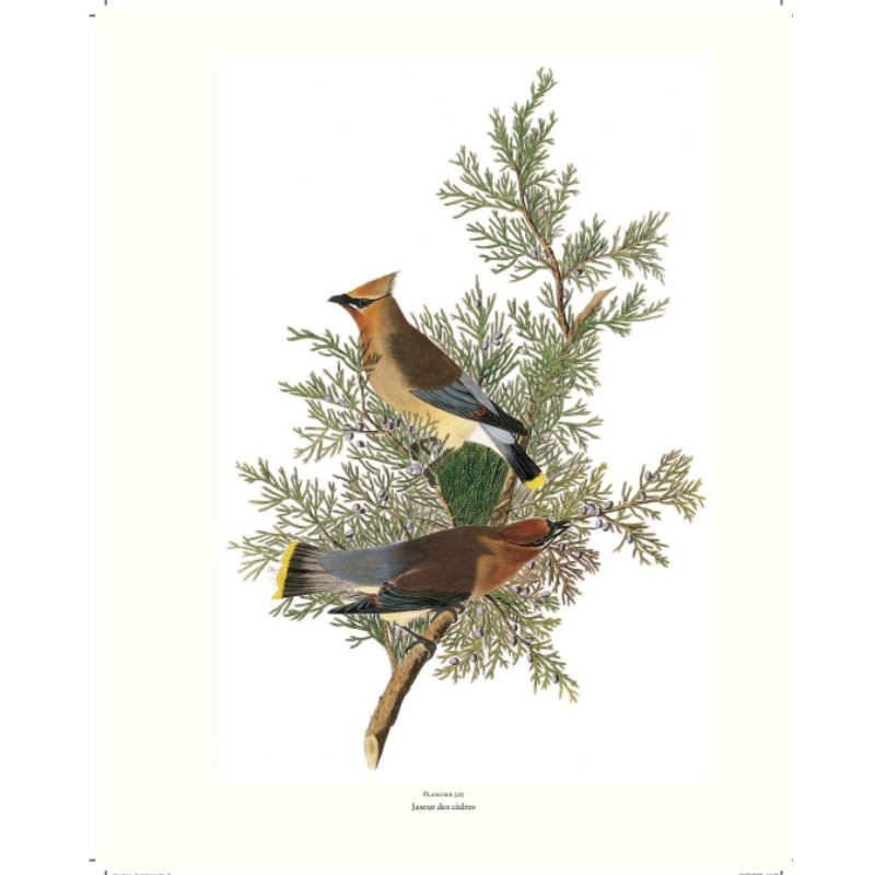 Le grand livre des Oiseaux d'Audubon Le grand livre des Oiseaux d'Audubon