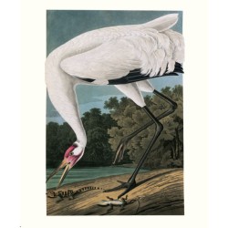 Le grand livre des Oiseaux d'Audubon Le grand livre des Oiseaux d'Audubon