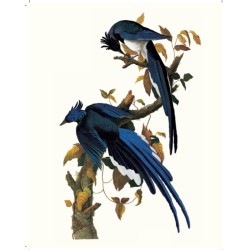 Le grand livre des Oiseaux d'Audubon Le grand livre des Oiseaux d'Audubon