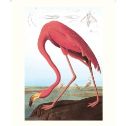Le grand livre des Oiseaux d'Audubon Le grand livre des Oiseaux d'Audubon