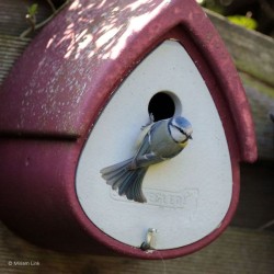 Nichoir 1MR 32mm - Schwegler