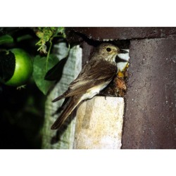 Nichoir semi-ouvert pour Rouge-gorge, Rouge-queue, ... - Schwegler (2H - 152/8)