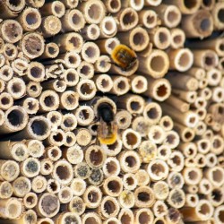 Gîte à insectes en roseau naturel - Schwegler (374/4)