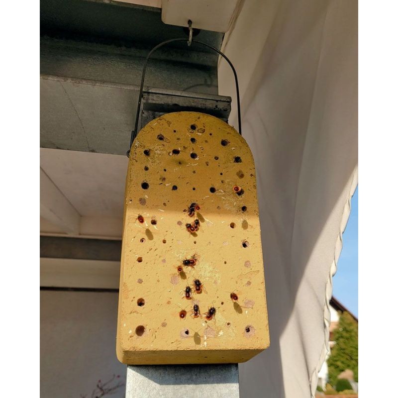 Gîte à insectes modèle « bloc » - Béton de bois - Schwegler (375/1) Gîte à insectes modèle « bloc » - Béton de bois - Schwegler (375/1)