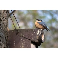 Nichoir pour étourneaux avec protection contre prédateurs 45mm - Béton de bois - Schwegler (3SV-126/9)