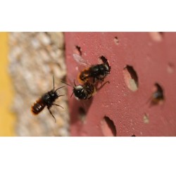 Gîte pour insectes en terre glaise et roseau - Schwegler (377/5)