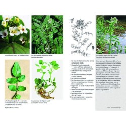 Plantes sauvages comestibles - Les 50 plantes essentielles et leurs usages Plantes sauvages comestibles - Les 50 plantes essentielles et leurs usages
