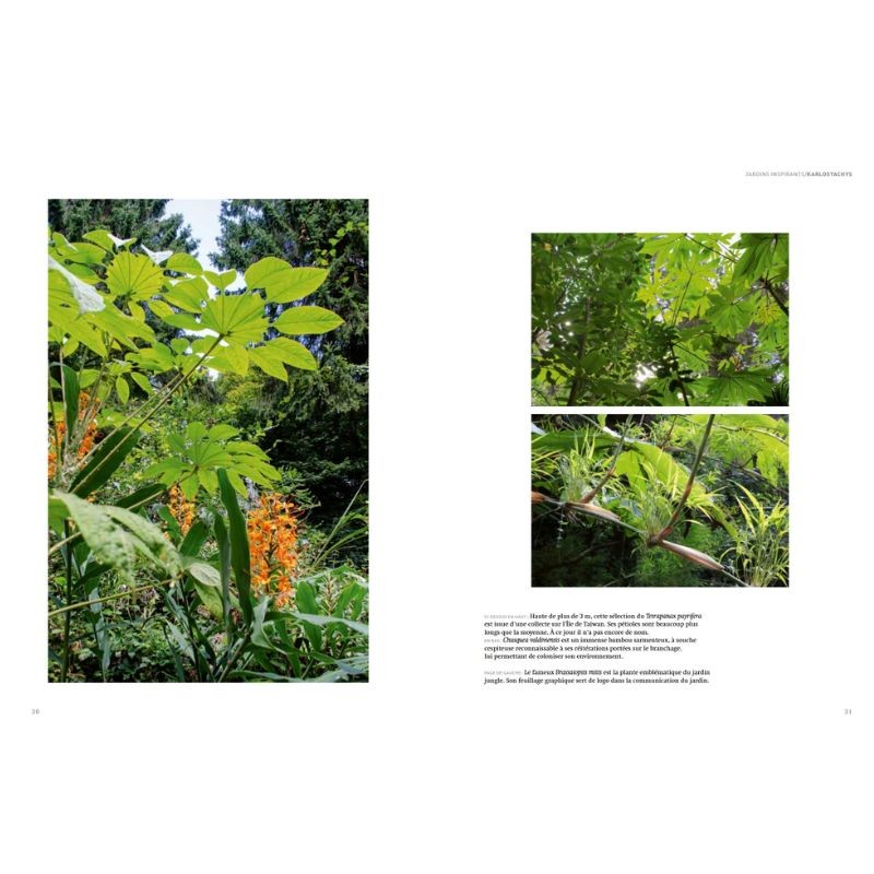 Jardins Jungle - Inspirations & plantes adaptées à nos climats Jardins Jungle - Inspirations & plantes adaptées à nos climats