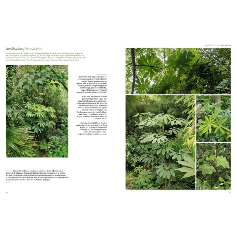 Jardins Jungle - Inspirations & plantes adaptées à nos climats Jardins Jungle - Inspirations & plantes adaptées à nos climats