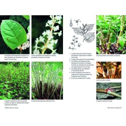 Plantes sauvages comestibles - Les 50 plantes essentielles et leurs usages Plantes sauvages comestibles - Les 50 plantes essentielles et leurs usages