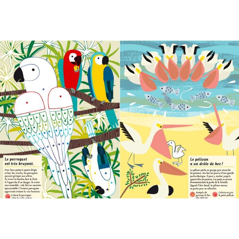 Les oiseaux du monde - Mon cahier nature Les oiseaux du monde - Mon cahier nature