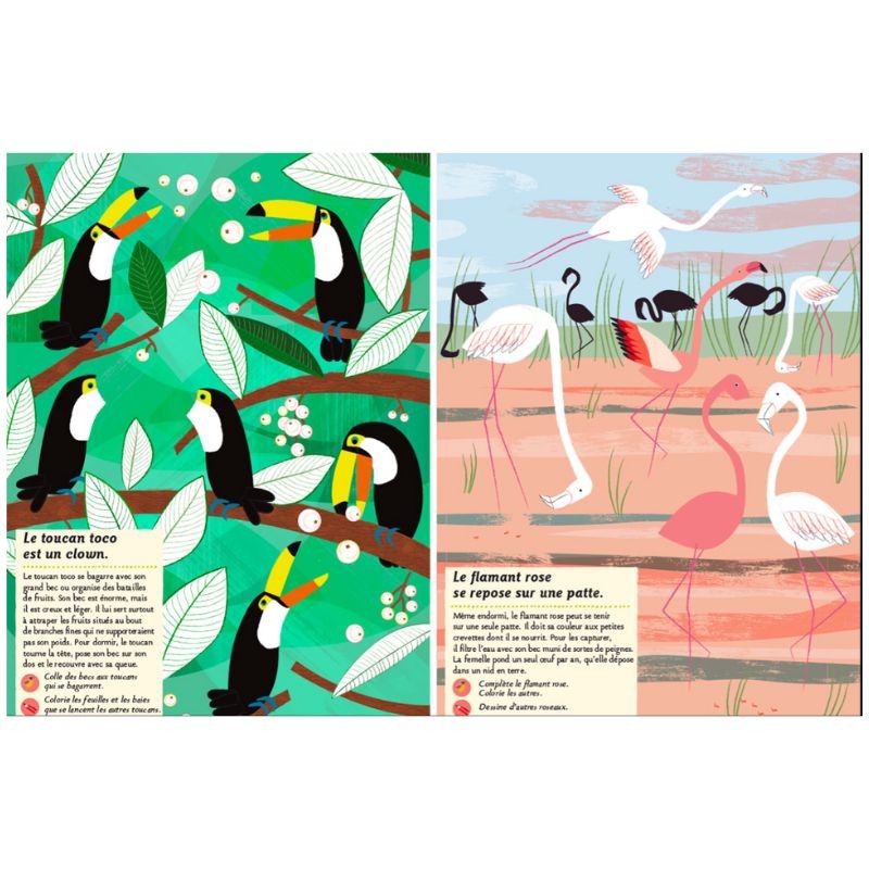 Les oiseaux du monde - Mon cahier nature Les oiseaux du monde - Mon cahier nature