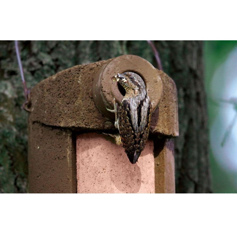 Nichoir pour mésanges avec protection contre prédateurs 34mm - Béton de bois - Schwegler (3SV - 122/1)