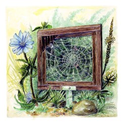 Cadre d'observation pour araignées - Bois - Schwegler (379/9)