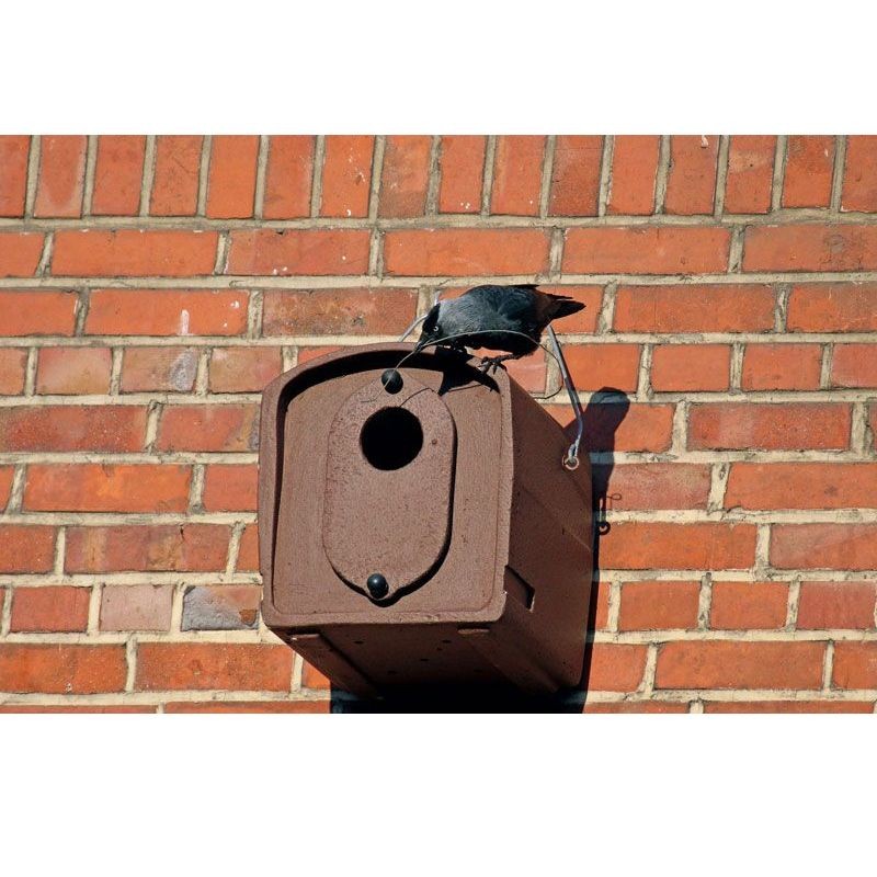 Nichoir pour Choucas des tours n°29 - Schwegler (252/5)