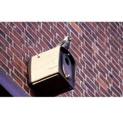 Nichoir pour Choucas des tours n°29 - Schwegler (252/5)