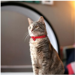Collier chat anti-étranglement - pour collerette birdsbesafe Collier chat anti-étranglement - pour collerette birdsbesafe