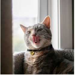 Collier chat anti-étranglement - pour collerette birdsbesafe Collier chat anti-étranglement - pour collerette birdsbesafe
