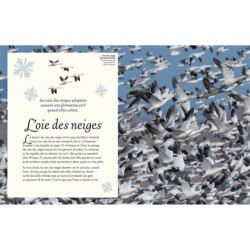 L'anthologie illustrée des oiseaux merveilleux L'anthologie illustrée des oiseaux merveilleux