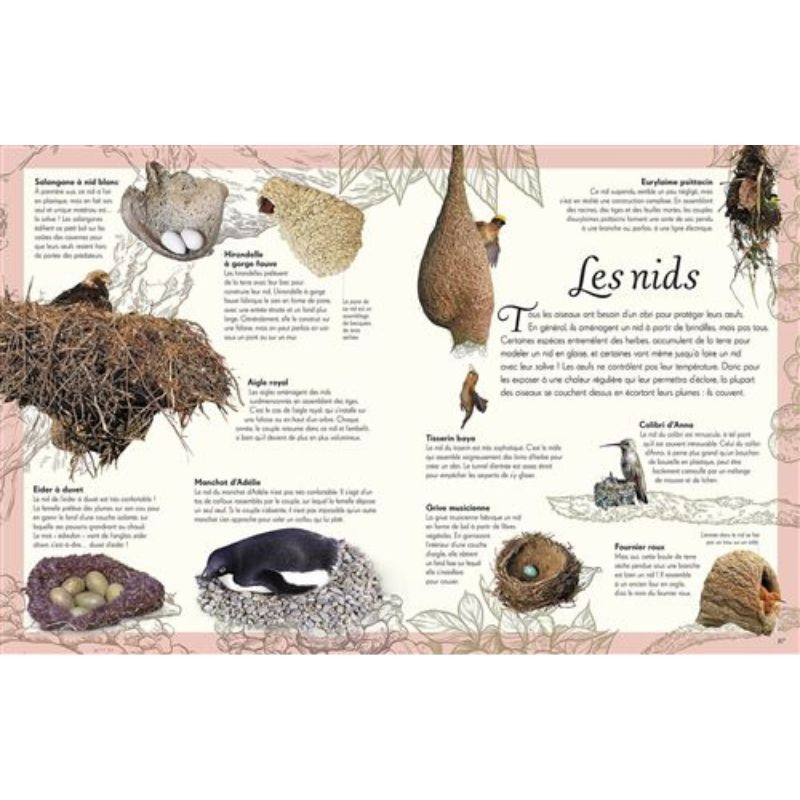 L'anthologie illustrée des oiseaux merveilleux L'anthologie illustrée des oiseaux merveilleux